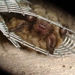 Bat inside one-way door.