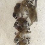 baby raccoons